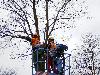 27-02-2006 het begin van het weghalen van de bomen in het winkelcentrum beverwaard