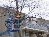 27-02-2006 het begin van het weghalen van de bomen in het winkelcentrum beverwaard