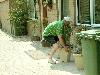 25-04-2007 schoonmaak actie en plantjes potten kinderen het plein aan het schoonmaken spelletjes op het plein achter slangenburgstraat/waardenburgdam beverwaard.