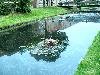 09-06-2007 foto van vervuiling van de rhijnauwensingel van friettuurvet waardoor de eenden vervuild zijn geworden in de beverwaard 