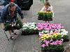 19-05-2009 opzoomer plantjes worden weer uitgereikt op het slangenburgplein beverwaard