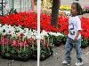 19-05-2009 opzoomer plantjes worden weer uitgereikt op het slangenburgplein beverwaard