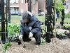 16-05-2009 aanplanten  van plantjes complex52 door buurtbewoners van de eckartstraat-amstenradenhoek-maurickerf beverwaard