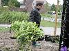 16-05-2009 aanplanten  van plantjes complex52 door buurtbewoners van de eckartstraat-amstenradenhoek-maurickerf beverwaard