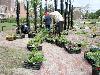 16-05-2009 aanplanten  van plantjes complex52 door buurtbewoners van de eckartstraat-amstenradenhoek-maurickerf beverwaard