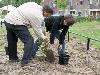 16-05-2009 aanplanten  van plantjes complex52 door buurtbewoners van de eckartstraat-amstenradenhoek-maurickerf beverwaard