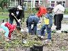 16-05-2009 aanplanten  van plantjes complex52 door buurtbewoners van de eckartstraat-amstenradenhoek-maurickerf beverwaard