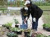 16-05-2009 aanplanten  van plantjes complex52 door buurtbewoners van de eckartstraat-amstenradenhoek-maurickerf beverwaard