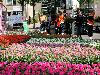 20-05-2010 opzoomer plantjes worden weer uitgereikt op het slangenburgplein beverwaard