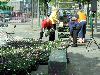 20-05-2010 opzoomer plantjes worden weer uitgereikt op het slangenburgplein beverwaard