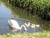 03-05-2011 zwaan met 8 jongen oudewatering beverwaard