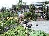 16-07-2011  tropische tuin nieuwe aanplant door bewoners van eckartstraat/maurickerf/complex52 beverwaard