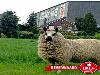 likejewijk foto
