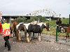 | 25-06-2014 paardenmarkt oudijsselmonde. 