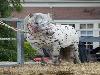  25-06-2014 paardenmarkt oudijsselmonde. 