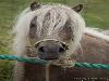  25-06-2014 paardenmarkt oudijsselmonde. 