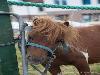  25-06-2014 paardenmarkt oudijsselmonde. 