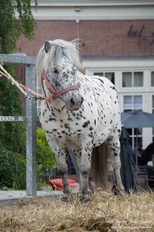 25-06-2014 paardenmarkt oudijsselmonde. 