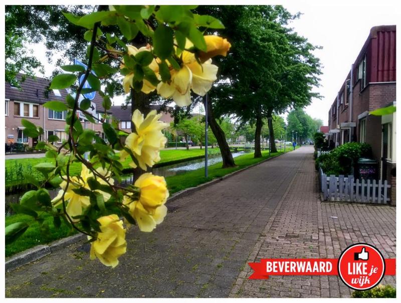 likejewijk 2016 met duim of met logo beverwaard