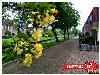 likejewijk 2016 met duim of met logo beverwaard