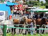 29-06-2016 paardenmarkt oudijsselmonde