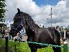 29-06-2016 paardenmarkt oudijsselmonde