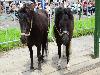 29-06-2016 paardenmarkt oudijsselmonde