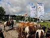29-06-2016 paardenmarkt oudijsselmonde
