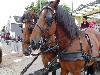 29-06-2016 paardenmarkt oudijsselmonde