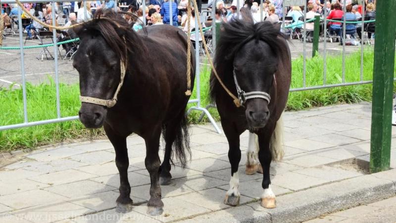 29-06-2016 paardenmarkt oudijsselmonde