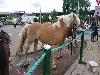 29-06-2016 paardenmarkt oudijsselmonde