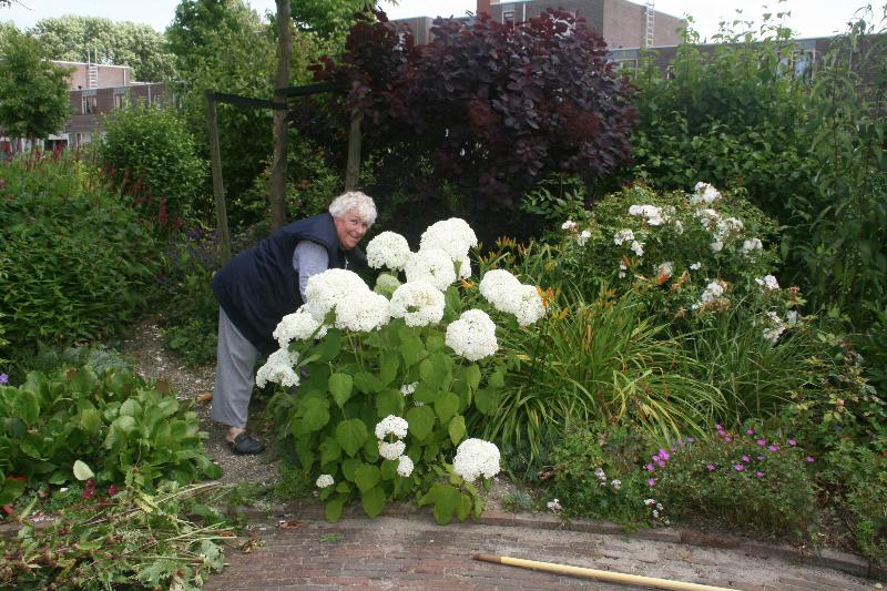 9-7-2016 de fam:temple waren weer druk aan het werk in de tropische tuin snoeien vegen en opruimen eckartstraat beverwaard.