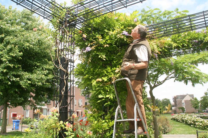 9-7-2016 de fam:temple waren weer druk aan het werk in de tropische tuin snoeien vegen en opruimen eckartstraat beverwaard.