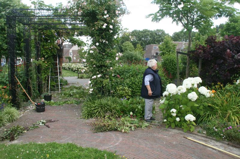 9-7-2016 de fam:temple waren weer druk aan het werk in de tropische tuin snoeien vegen en opruimen eckartstraat beverwaard.