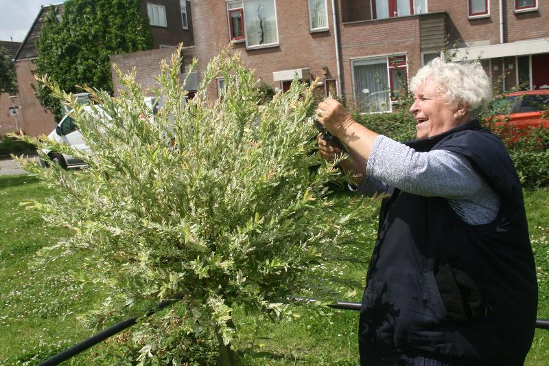 9-7-2016 de fam:temple waren weer druk aan het werk in de tropische tuin snoeien vegen en opruimen eckartstraat beverwaard.