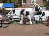 27t/m30-06-2018 foto paardenmarkt oud ijsselmonde