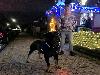 kerst in de beverwaard 16-11-20