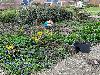 | 26-3-22 Tuin IJsselburgh 